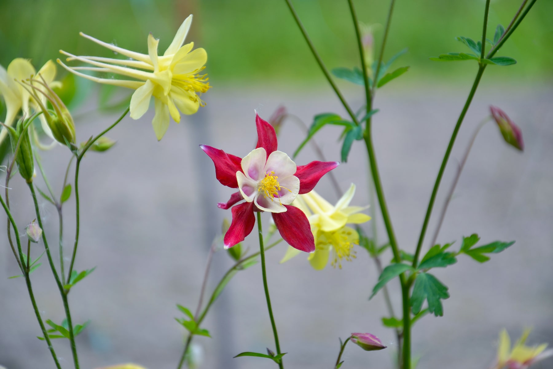 plant-flower-flowers-bloom-catchment-aquilegia-1681318-pxhere.com-min